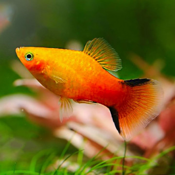 Xiphophorus maculatus Platy jaune comète 2-3cm