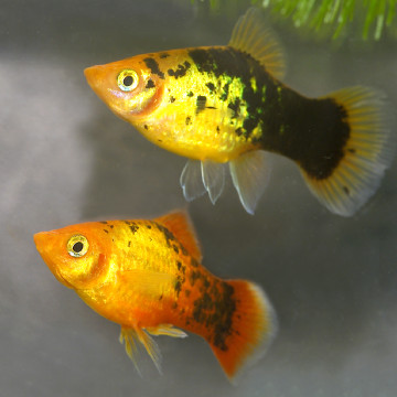 Xiphophorus maculatus Platy Calico  2,50 €