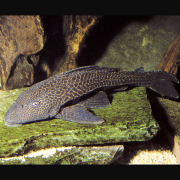 Hypostomus Plecostomus - nettoyeur de vitres 3-4 cm