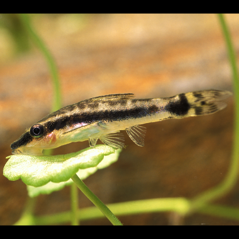 Macrotocinclus affinis 2-3cm lot de 3