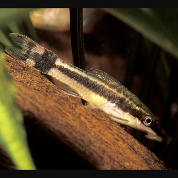 Otocinclus Vittatus 2-3cm lot de 3