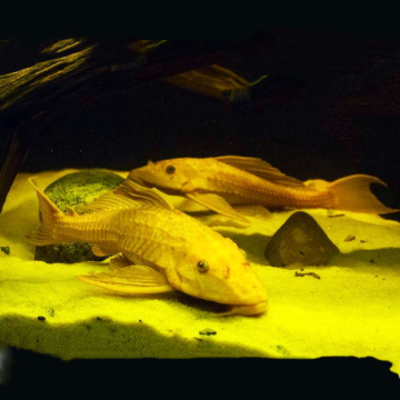 Hypostomus Plecostomus dorés - nettoyeur de vitres 4-5cm