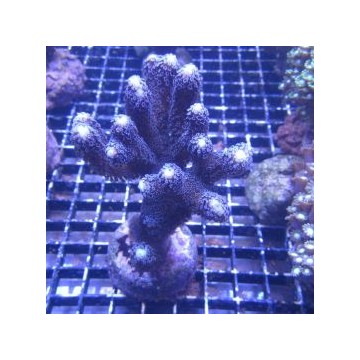 Bouture Stylophora mauve \\"milka\\" 24,00 € Poissondor