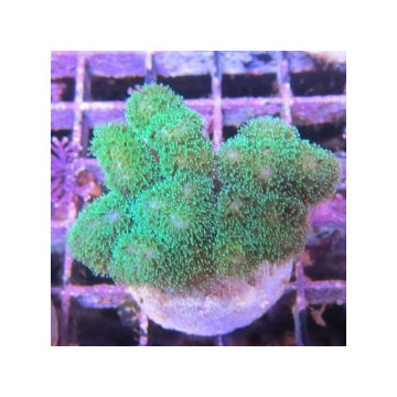 Bouture Pocillopora Damicornis vert 19,50 €