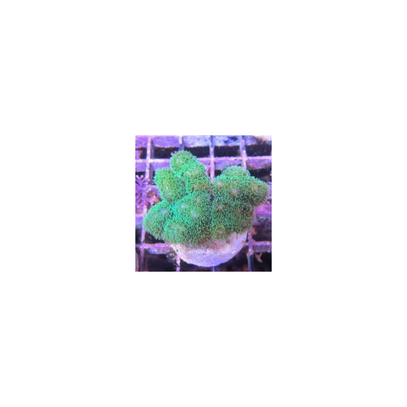 Bouture Pocillopora Damicornis vert 19,50 €