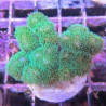 Bouture Pocillopora Damicornis vert 19,50 €