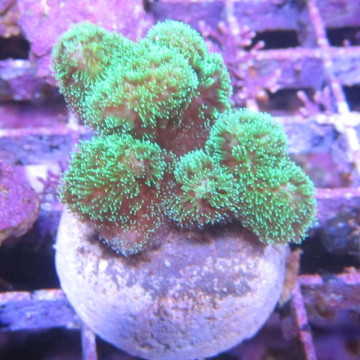 Bouture Pocillopora Damicornis vert 19,50 €