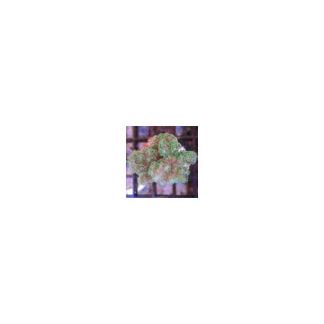 Bouture Pocillopora Damicornis vert 19,50 €