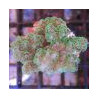 Bouture Pocillopora Damicornis vert 19,50 €