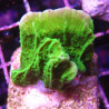 Bouture Montipora foliosa vert 24,00 € Poissondor