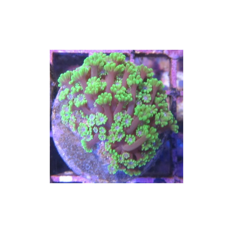 Bouture Alveopora gigas vert 27,00 € Poissondor