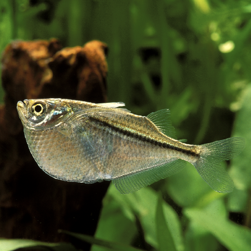 Gasteropelecus Sternicla - Hachettes argentées 2-3cm