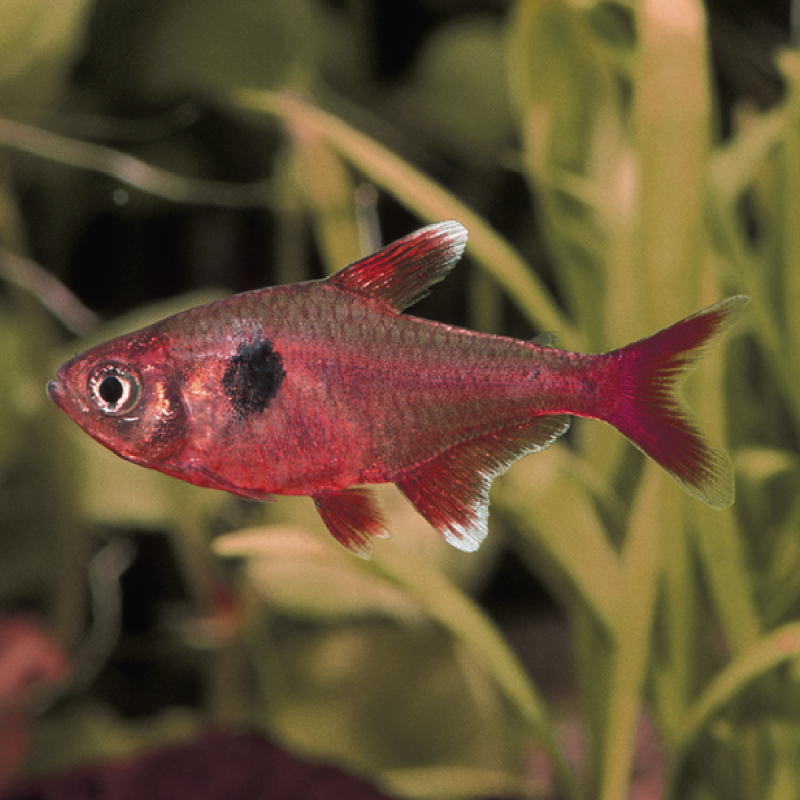 Hyphessobrycon Roseus - Fantomes roses lot de 10