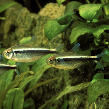 Hyphessobrycon Herbertaxelrodi - néon noir lot de 4