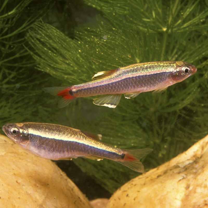 Tanichthys Albonubes - Néons Chinois 2-3cm lot de 4