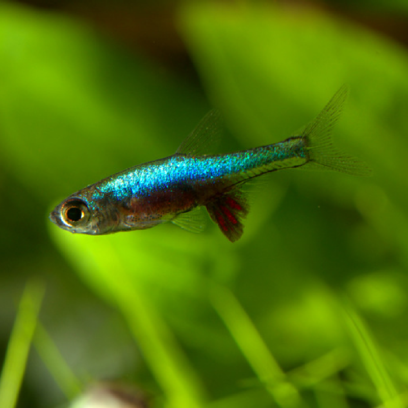 Rasbora Sundadanio Axelrodi blue lot de 2