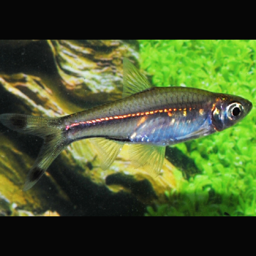 Rasbora Trilineata - Ciseaux 3-4cm lot de 10 15,00 €