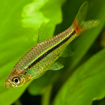 Rasbora Borapetensis 2-3cm lot de 3 5,00 €