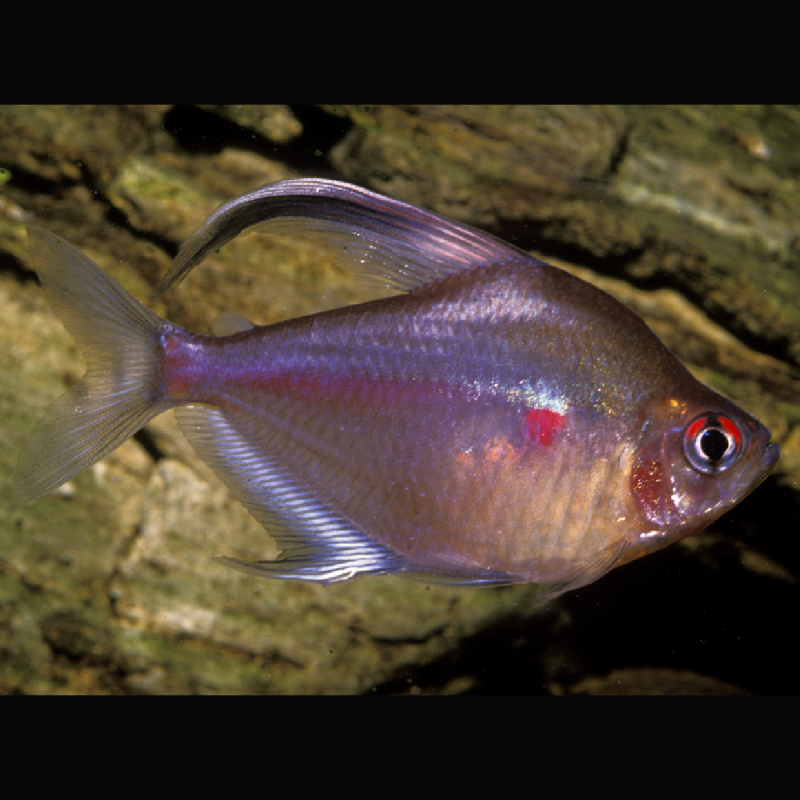 Hyphessobrycon Erythrostigma Cœurs Saignants Xl 3-4cm