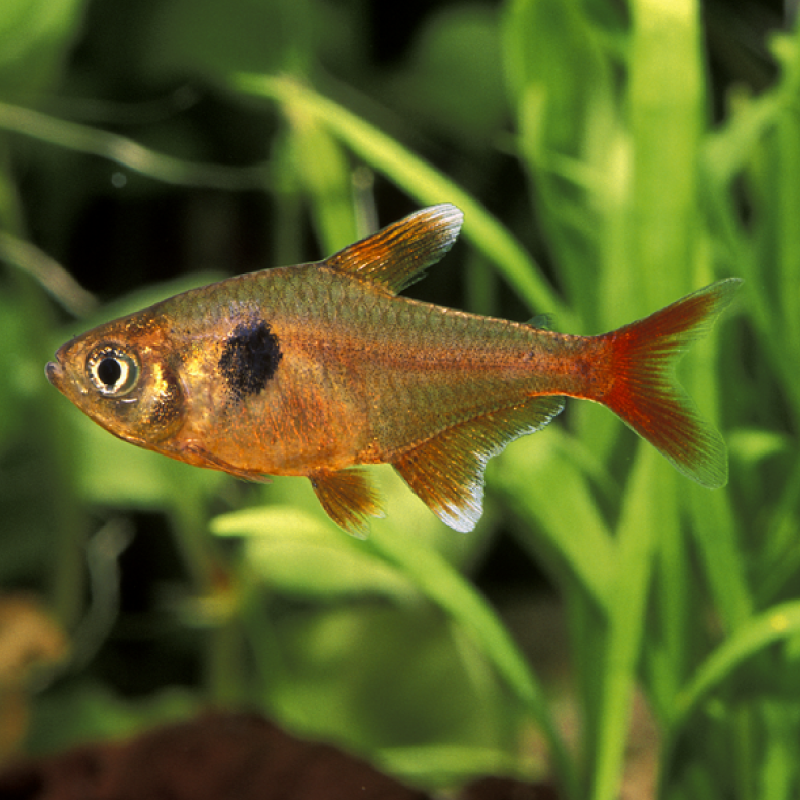 Hyphessobrycon Callistus lot de 3