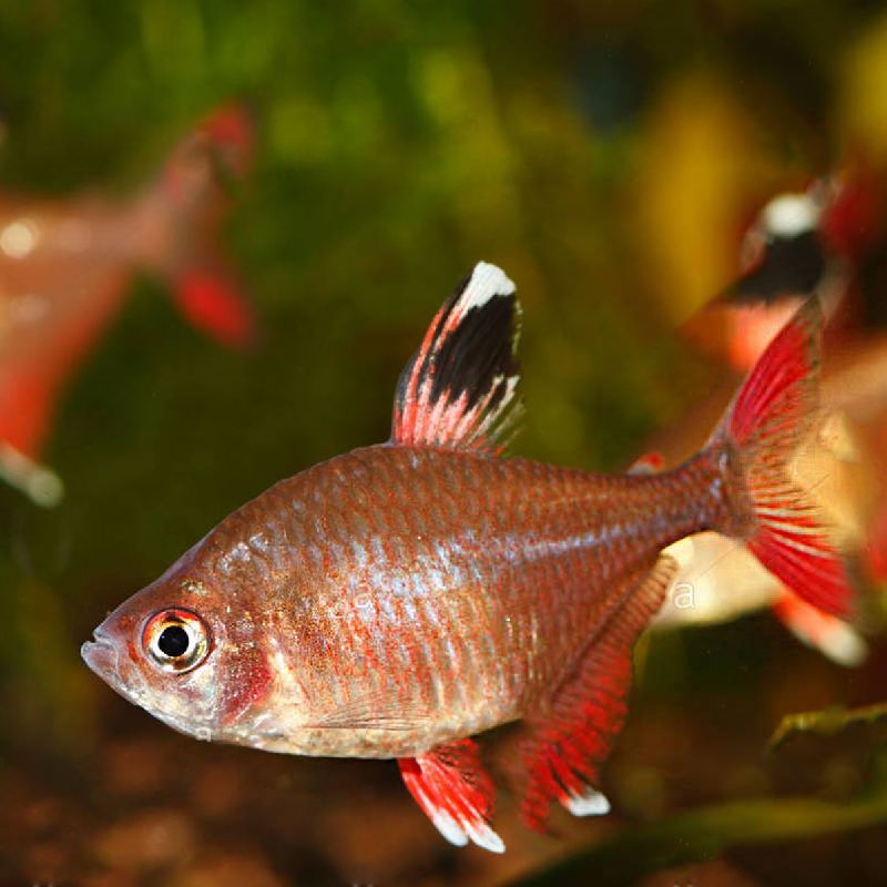 Hyphessobrycon Bentosi white fin 2-3cm