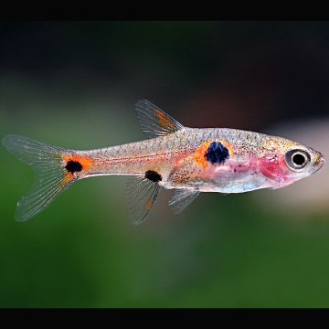 Boraras maculatus - Rasbora nain lot 10  18,00 €