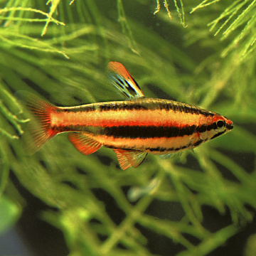 Nannostomus Marginatus lot de 10