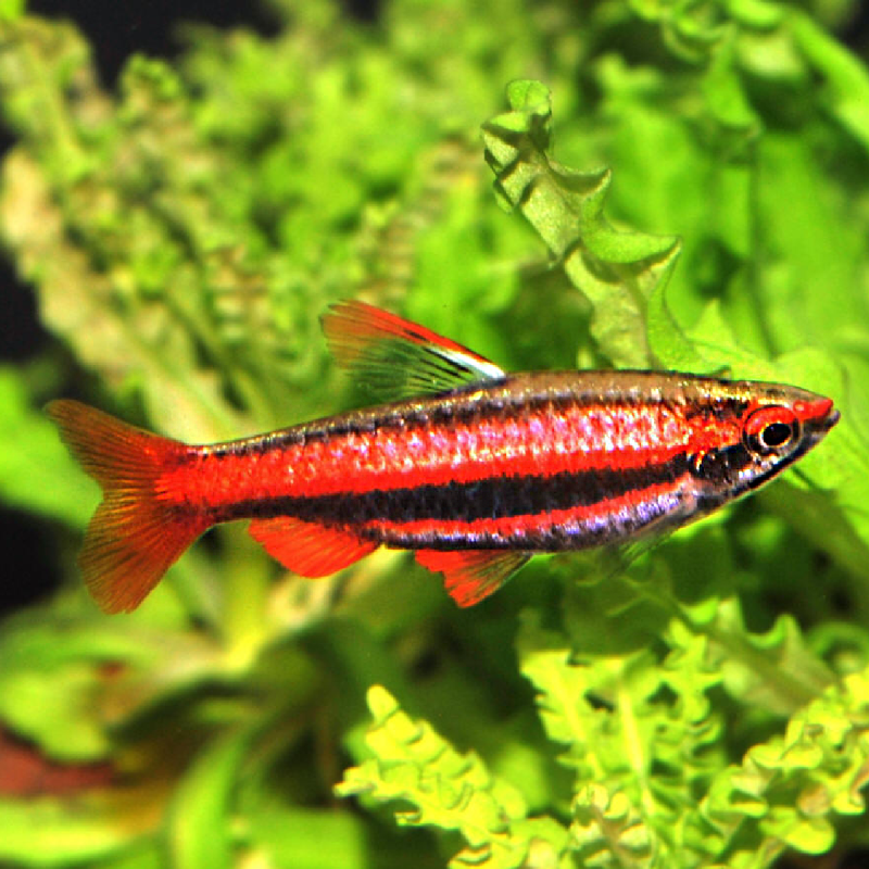 Nannostomus Rubrocaudatus lot de 2