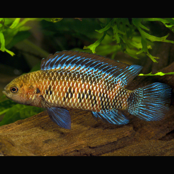 Badis badis - Badis caméléon 2-3cm