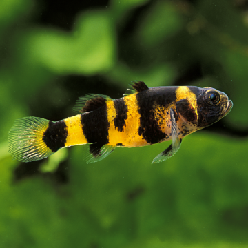 Brachygobius Doriae poisson abeille 1-2cm lot de 4