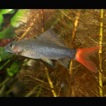 Epalzeorhynchos Bicolor 4-5cm