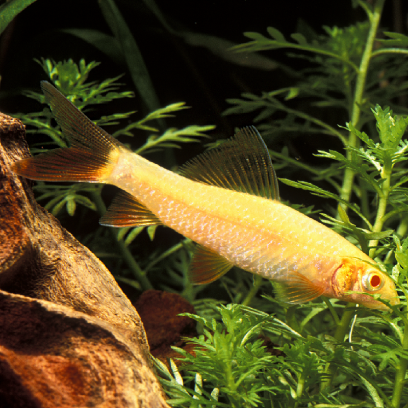 Epalzeorynchos Frenatus arc en ciel albinos 4-5cm