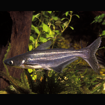 Pangasianodon hypophthalmus