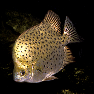 Scatophagus Argus