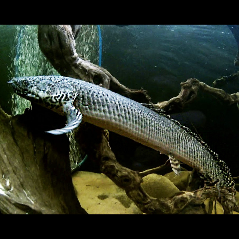 Polypterus Senegalus 6-8cm lot de 2