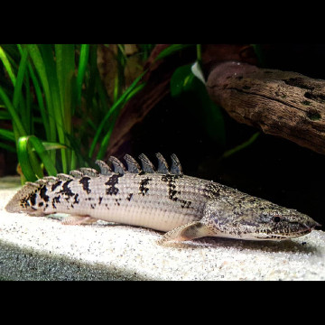 Polypterus Delhezi 24,50 €