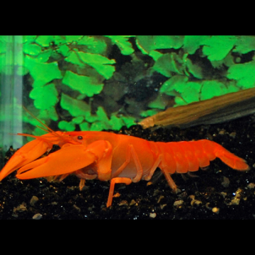 Écrevisse orange - Cherax sp 8-10cm  14,50 €