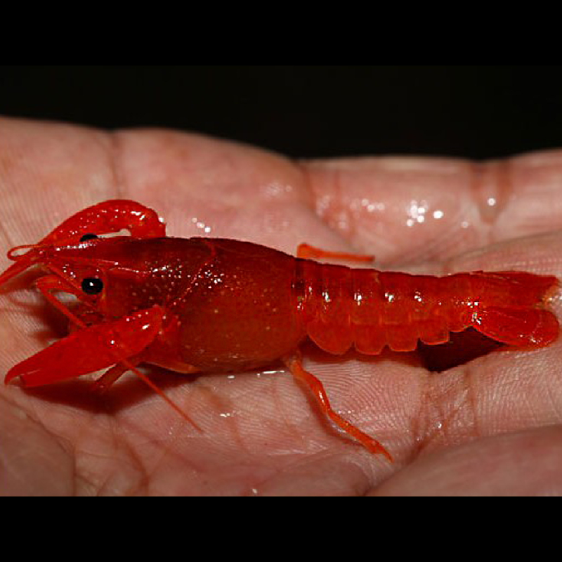 Écrevisse rouge Chilli - Cherax boesemani