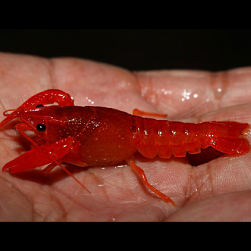 Écrevisse rouge Chilli - Cherax boesemani  lot de 2