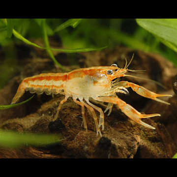 Écrevisse orange naines - Cambarellus Patzcuarensis- 2-3cm lot de 2...