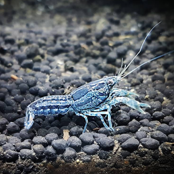 Écrevisse Cambarellus texanus 2-3cm lot de 2