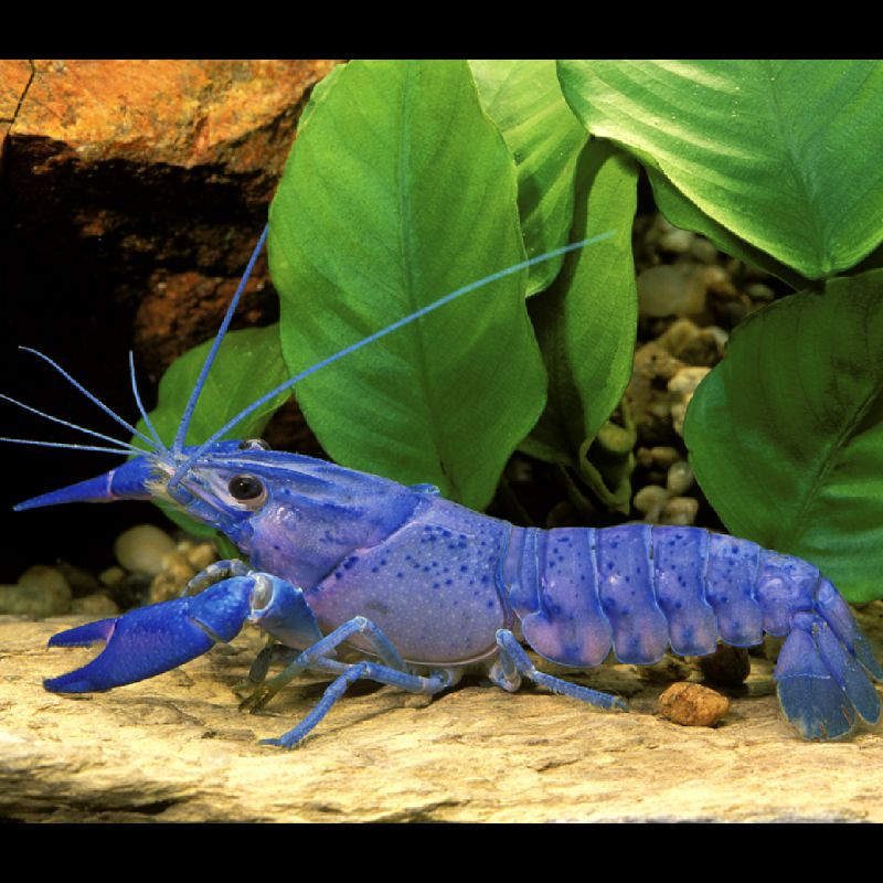 Écrevisse Bleue électrique - Procambarus Alleni 3-4cm 