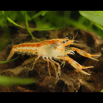 Écrevisse orange naines - Cambarellus Patzcuarensis - 2-3 cm lot de 5