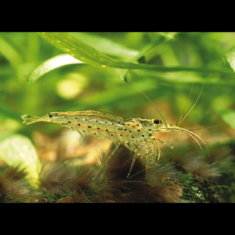 Caridina Japonica - Crevette Japonica Small 