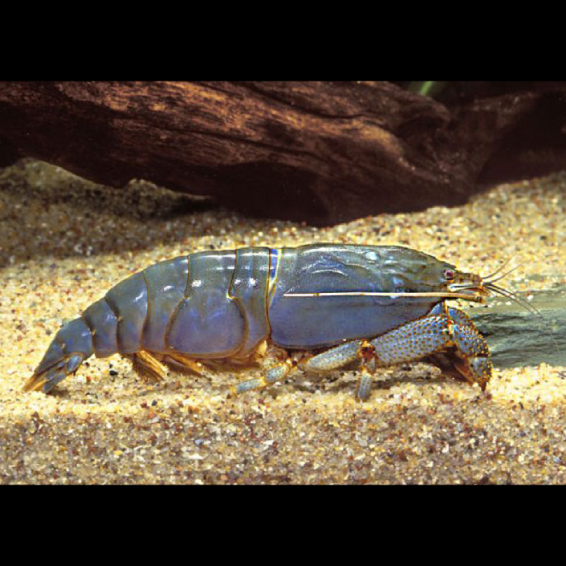 Crevettes filtreuse géante du Gabon - Atya Gabonensis * 6-8 cm