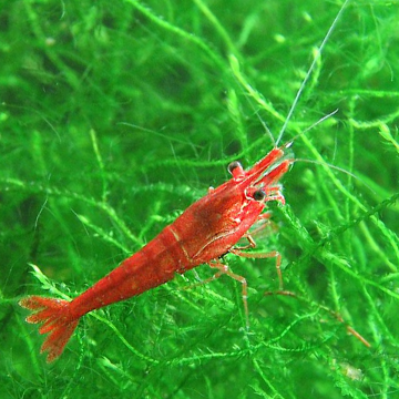 Crevettes red cherry - Neocaridina Heteropoda * lot de 3 