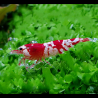 Crevettes red crystal Grade A - Caridina Cantonensis * lot de 5 