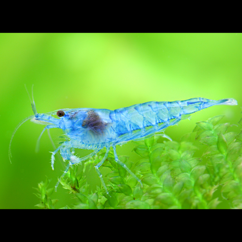 Neocaridina davidi var. - Blue Jelly * 