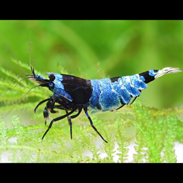 Caridina cf. cantonensis - Blue Panda  12,50 €