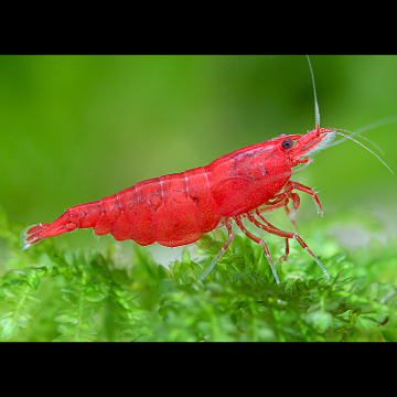 Neocaridina davidi var. Sakura - Fire red lot de 5* 